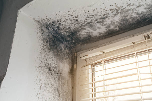 Affordable Mold Cleanup solutions in Raritan, NJ